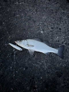 セイゴ（ヒラスズキ）の釣果