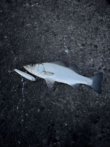 セイゴ（ヒラスズキ）の釣果