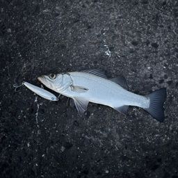 セイゴ（ヒラスズキ）