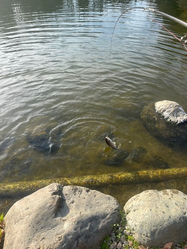 ベリーパーク in FISH ON! 王禅寺