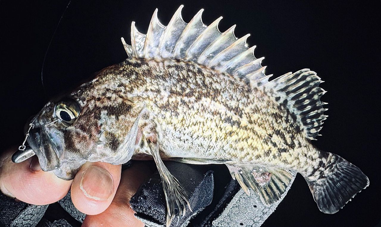 DAIWA 20月下美人 メバルモデル 76L-Tの最安値・インプレ・釣果 | 本音