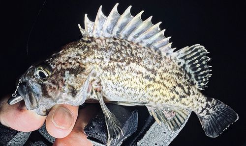 クロソイの釣果