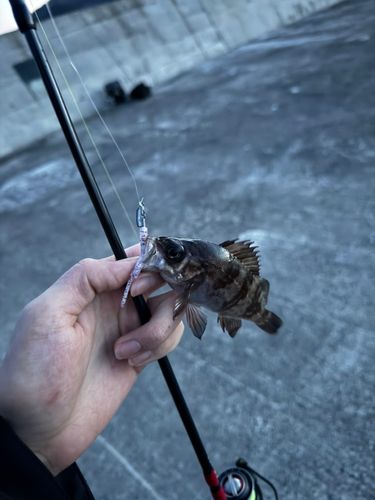 シロメバルの釣果