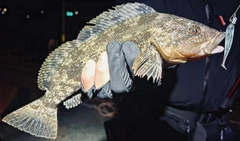 アイナメの釣果