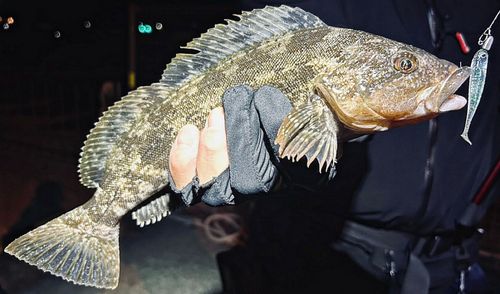 船越湾（岩手）