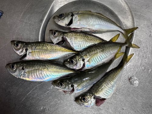 大黒海づり施設