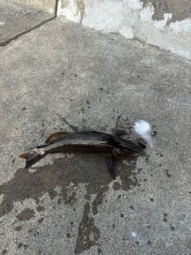 アイナメの釣果