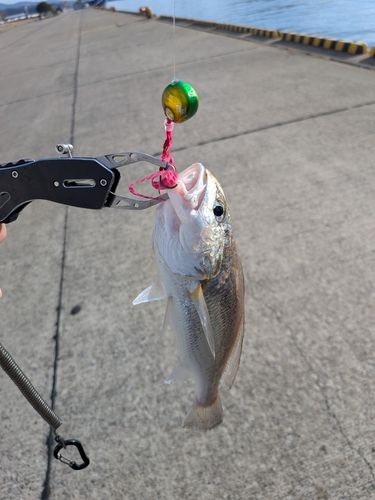 シログチの釣果