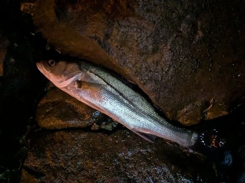 フッコ（マルスズキ）の釣果