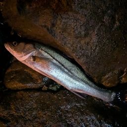 フッコ（マルスズキ）