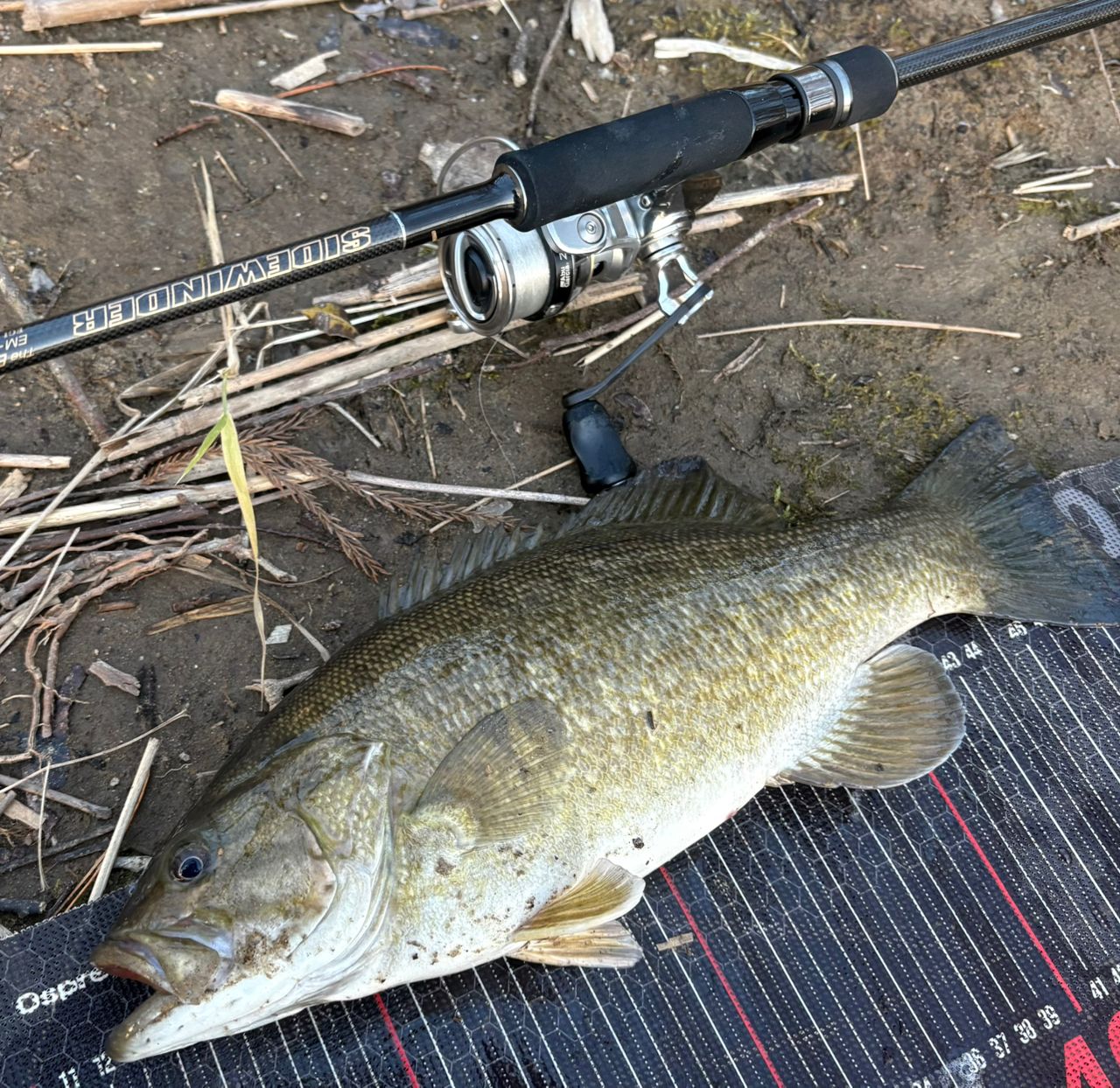 スモールマウスバス