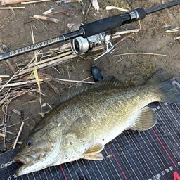 スモールマウスバス