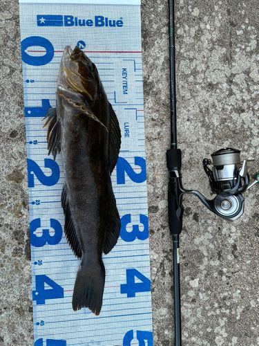 アイナメの釣果