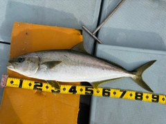 ヒラマサの釣果