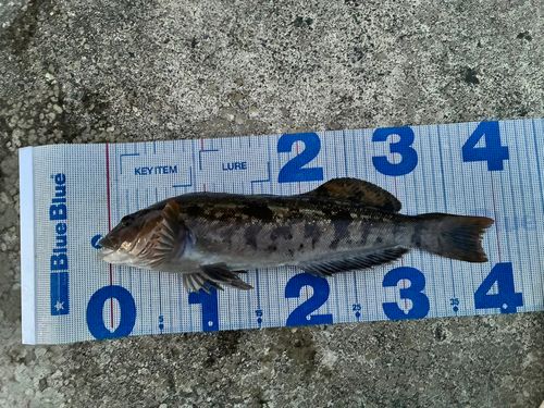 アイナメの釣果