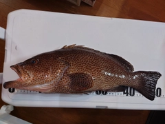 オオモンハタの釣果