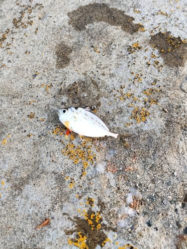 ヒイラギの釣果