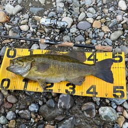 スモールマウスバス