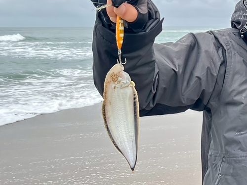シタビラメの釣果