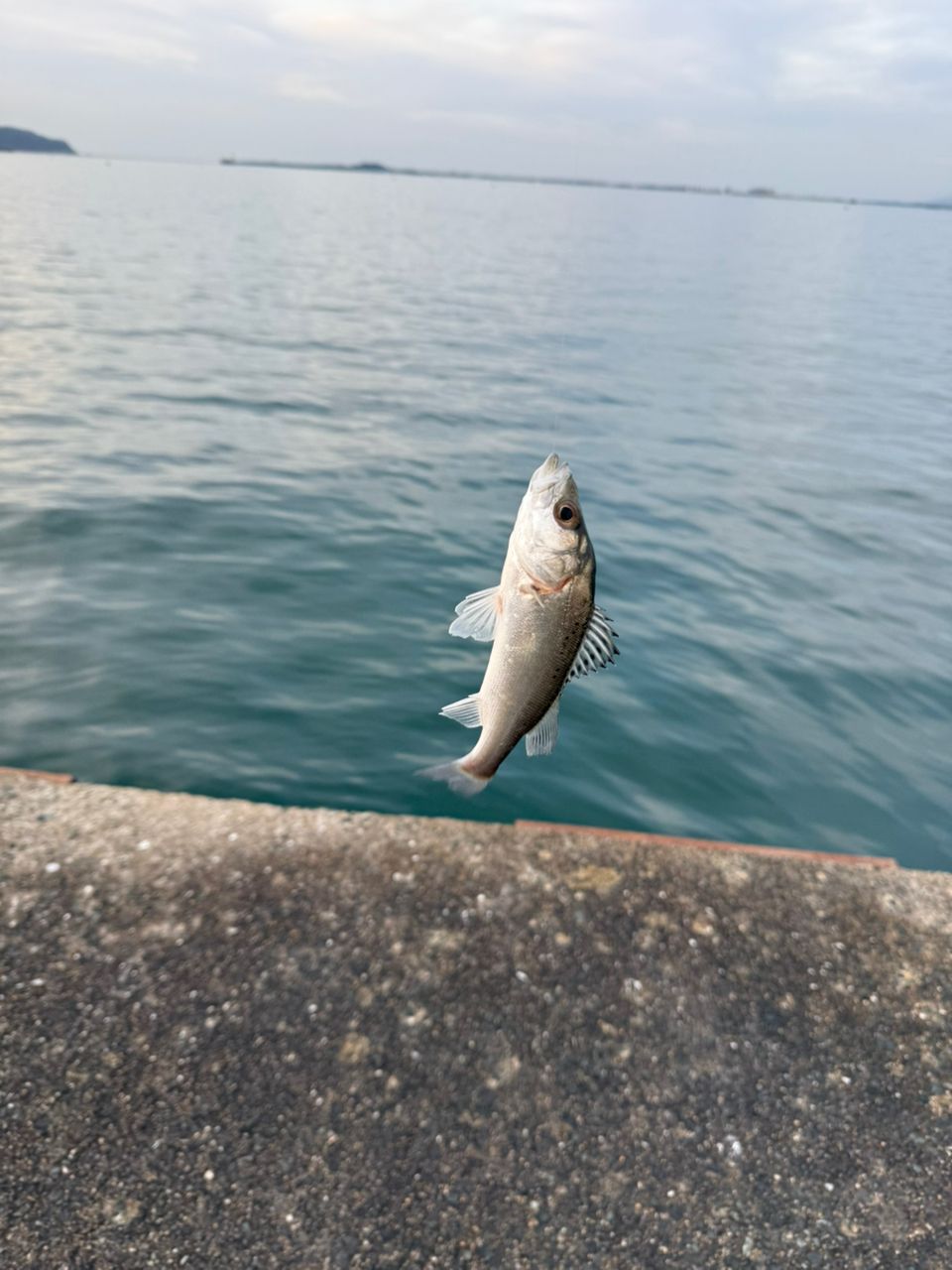 セイゴ（タイリクスズキ）