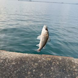 セイゴ（タイリクスズキ）