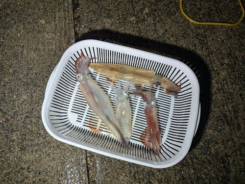 三陸海岸（岩手）