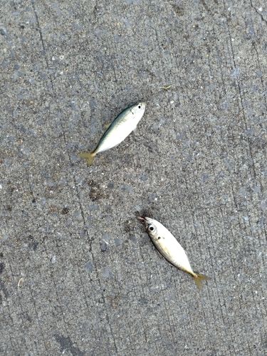 マアジの釣果