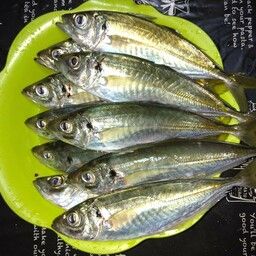 マアジ