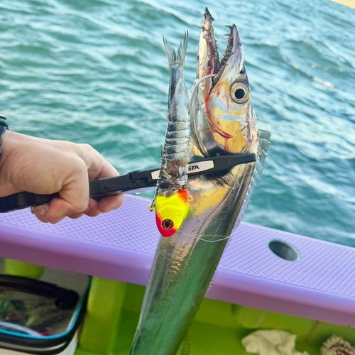 タチウオの釣果