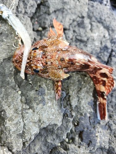 アラカブの釣果