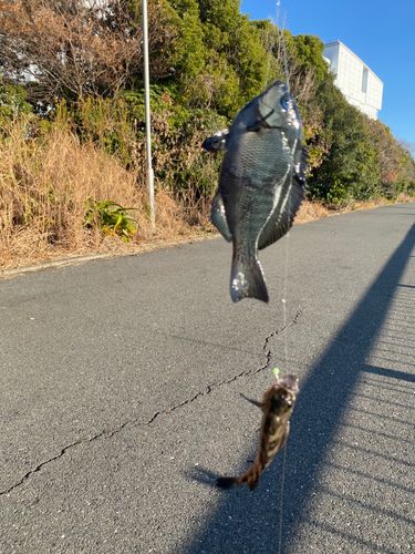 ウミタナゴの釣果