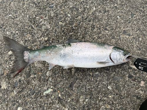 サクラマスの釣果