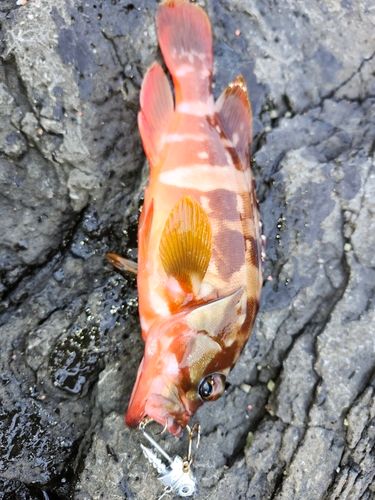 アカハタの釣果