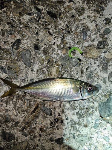 マアジの釣果