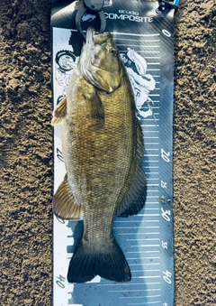 スモールマウスバスの釣果