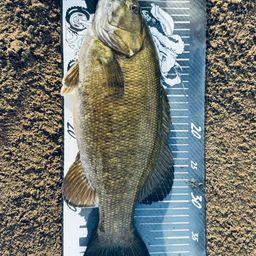 スモールマウスバス