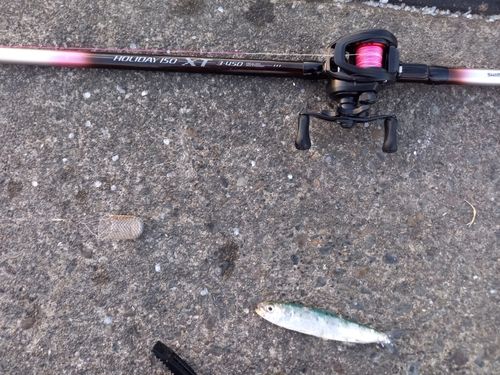 マイワシの釣果