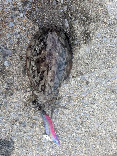 コウイカの釣果