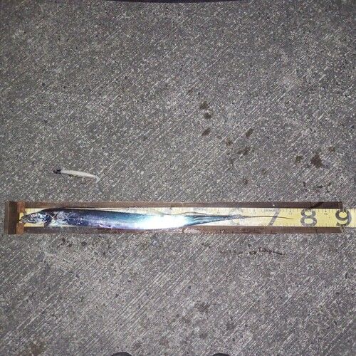 タチウオの釣果