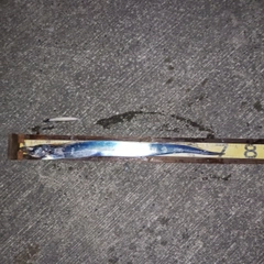 タチウオの釣果