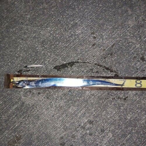 タチウオの釣果