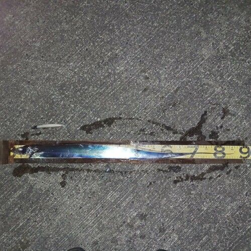 タチウオの釣果