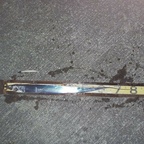 タチウオの釣果