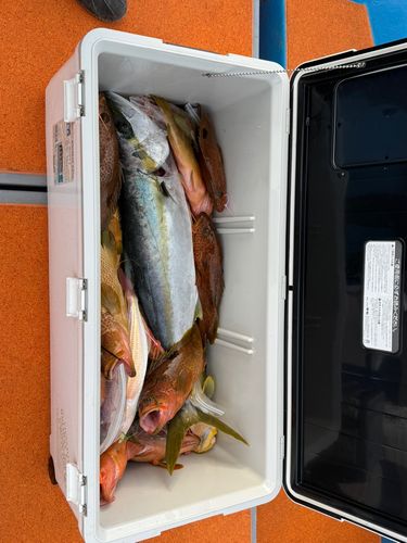 キジハタの釣果