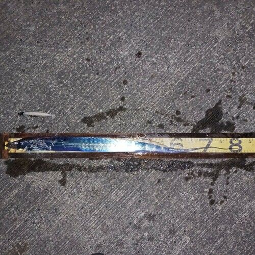 タチウオの釣果