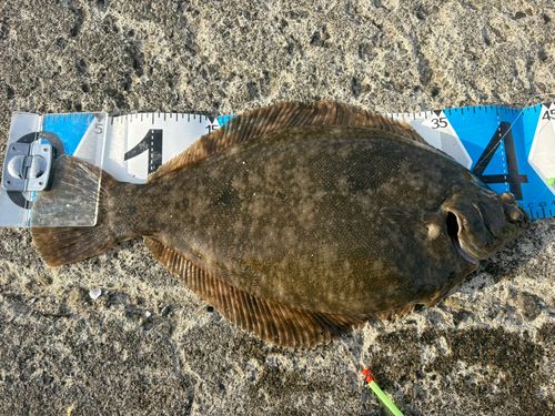 マコガレイの釣果