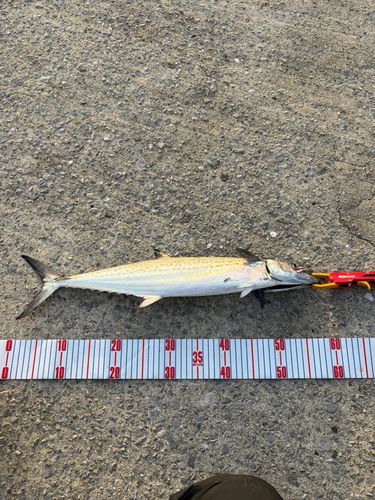 周防大島（屋代島）