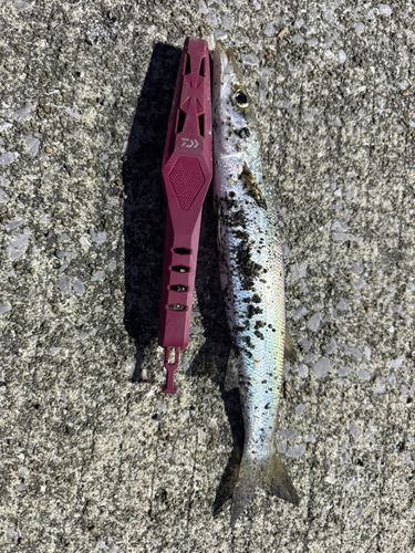 タチウオの釣果