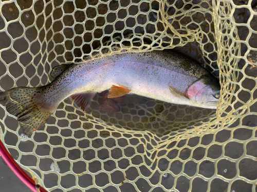 レインボートラウトの釣果
