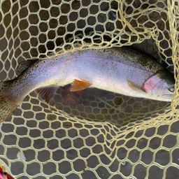 レインボートラウト